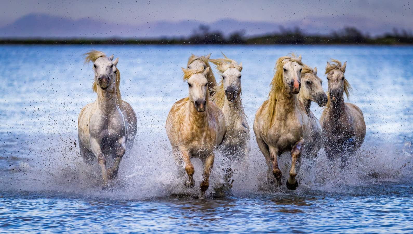 Camargue seminar